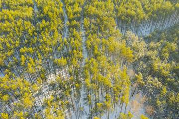 Las zimą. Widok z drona. © boguslavus