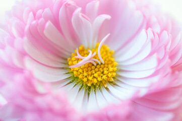 一輪のデイジーの花 ピンクと白 マクロ 日本