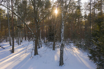 Sosnowy las zimą. Widziany z dużej wysokości. Zdjęcie z drona. © boguslavus