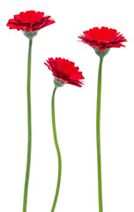 three Vertical red gerbera flowers with long stem isolated on white background