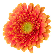   orange gerbera flower head isolated on white background closeup. Gerbera in air, without shadow. Top view, flat lay.