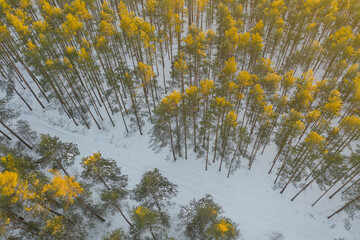 Las zimą. Widok z drona. © boguslavus