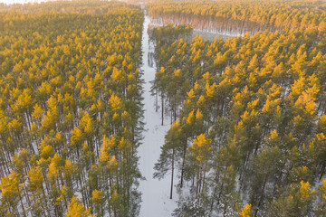 Las zimą. Widok z drona. © boguslavus