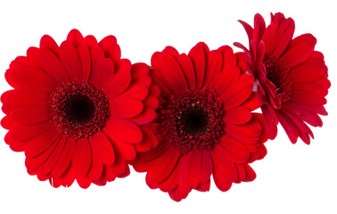 Three   red gerbera flower heads isolated on white background closeup. Gerbera in air, without...