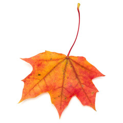 colorful autumn maple leaf isolated on white