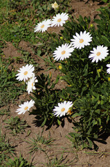 White flower in a garden, garden concept