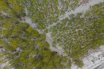 Las zimą. Widok z drona. © boguslavus