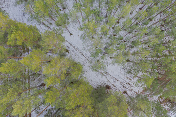 Las zimą. Widok z drona. © boguslavus