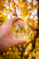 Autumn Tree in a Lensball, Sicily, Italy, Europe