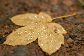 Autumn leaf lying on the ground covered in water droplets