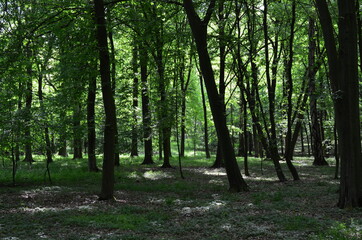 Wysokie drzewa w parku wczesną wiosną, świeża zieleń, Park Leśnicki, Wrocław