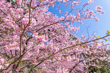 静岡県賀茂郡河津町　河津ループ橋下の上条の河津桜