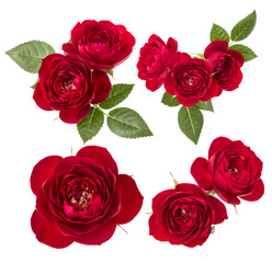 Collection of red roses isolated on white background. Set of different bouquet. Flat lay, top view..