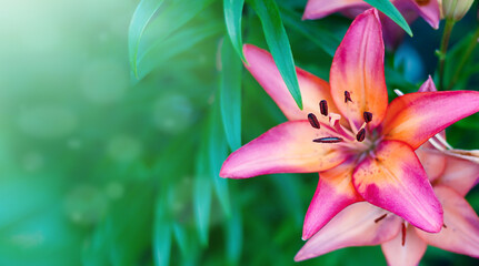 pink lily flowers, summer garden, background