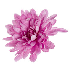 one chrysanthemum flower head isolated on white background closeup. Garden flower, no shadows, top view, flat lay. .