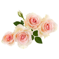 pink roses isolated on white background closeup. Rose flower bouquet in air, without shadow. Top view, flat lay..