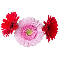Three   pink and red and red gerbera flower heads isolated on white background closeup. Gerbera in air, without shadow. Top view, flat lay. .