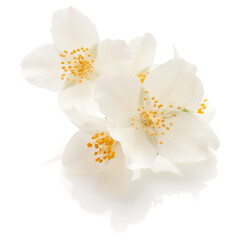 Obraz na płótnie Canvas Jasmine flowers isolated on white background cutout.