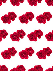 two red rose flowers isolated on white background cutout. Floral seamless pattern..