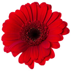 red gerbera flower head isolated on white background closeup. Gerbera in air, without shadow. Top view, flat lay. ..