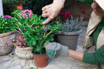 
Woman taking care of her garden, planting flowers and watering them