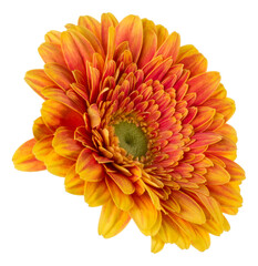   orange gerbera flower head isolated on white background closeup. Gerbera in air, without shadow. Top view, flat lay. ..