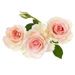 three pink roses isolated on white background closeup. Rose flower bouquet in air, without shadow. Top view, flat lay...