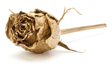 One gold rose isolated on white background cutout. Golden dried flower head, romance concept.  ..