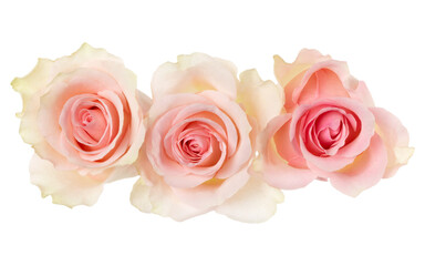 three pink roses isolated over white background closeup. Rose flower bouquet in air, without shadow. Top view, flat lay..