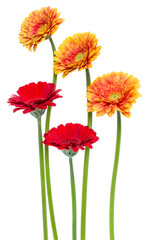 Vertical   gerbera flowers with long stem isolated over white background. Spring bouquet. .