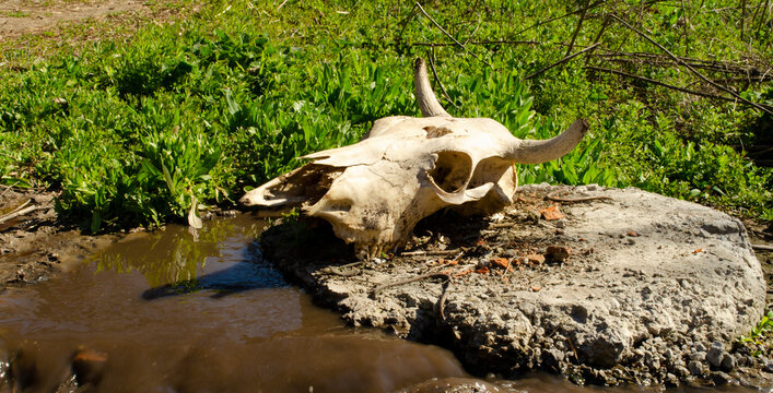 A cow's skull with horns and a pierced head lies on a piece of oil in a puddle of dirty water with green grass. Urban scene