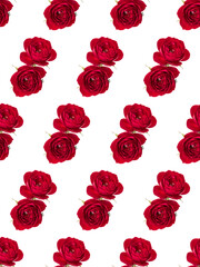 two red rose flowers isolated over white background cutout. Floral seamless pattern..