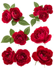 Collection of red roses isolated on white background. Set of different bouquet. Flat lay, top view.