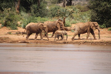 Elephant herd before crossing
