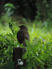Natureza- passarinho