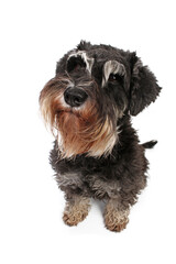 funny head miniature schnauzer dog dog isolated on white 