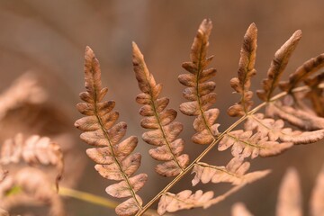 withered fern