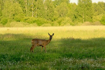 Sarna na wiosennej łące © Lukasz152