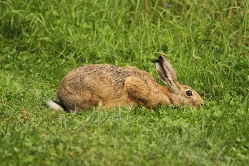 Hare in the grass © Lukasz152