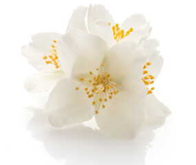 Naklejka na ściany i meble Jasmine flowers isolated on white background cutout