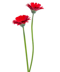 two Vertical red gerbera flowers with long stem isolated over white background.