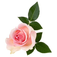 Pink rose isolated over white background closeup. Rose flower head in air, without shadow. Top view, flat lay..
