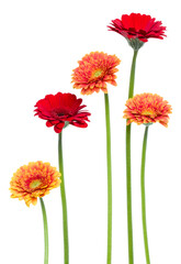 Vertical   gerbera flowers with long stem isolated over white background. Spring bouquet. .