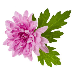 one chrysanthemum flower head with green leaves isolated over white background closeup. Garden flower, no shadows, top view, flat lay. .