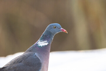 Portrait Ringeltaube 2
