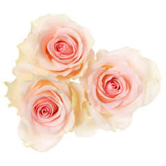 three pink roses isolated over white background closeup. Rose flower bouquet in air, without shadow. Top view, flat lay..