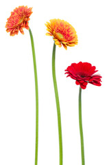 three Vertical   gerbera flowers with long stem isolated over white background.