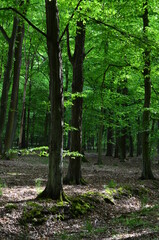 Wysokie drzewa w parku wczesną wiosną, świeża zieleń, Park Leśnicki, Wrocław