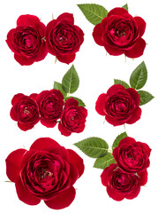 Collection of red roses isolated over white background. Set of different bouquet. Flat lay, top view..
