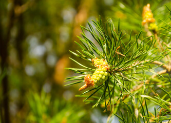 A green natural background with close-up view of a branch of pine flowering at the forest on sunny day. Young pine buds. 